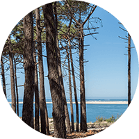 フランスカイガンショウ樹皮エキス