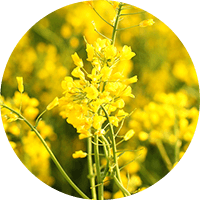 γ－ドコサラクトン