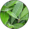 ビワ葉エキス