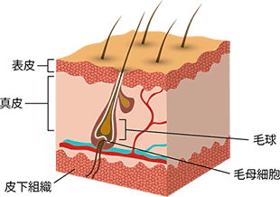 ヘアタトゥーは、もっと表面の真皮の層（表皮から0.02～0.03ミリの部分）に色素を注入します